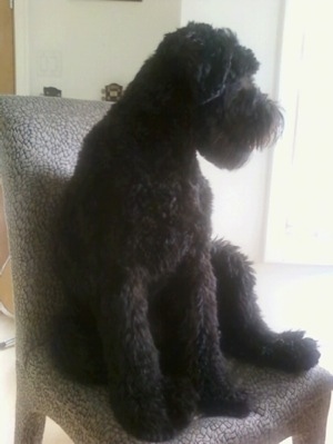 The front left side of a black Whoodle dog that is sitting on a fluffy chair and it is looking to the right. It has a square muzzle and a thick coat.